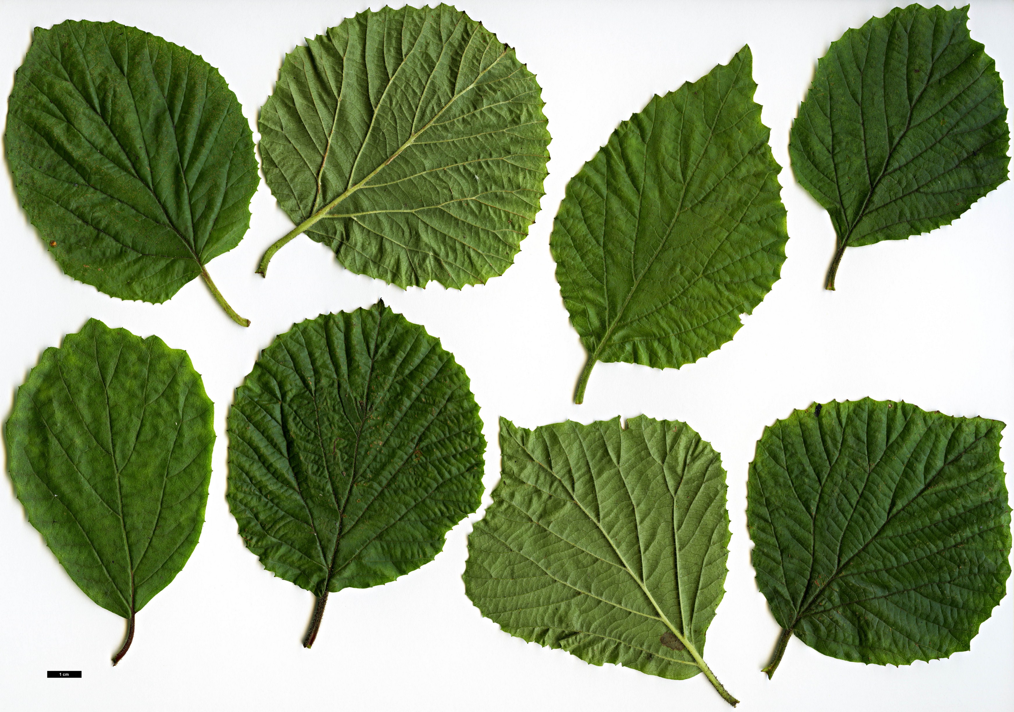 High resolution image: Family: Adoxaceae - Genus: Viburnum - Taxon: dilatatum - SpeciesSub: f. pilosum